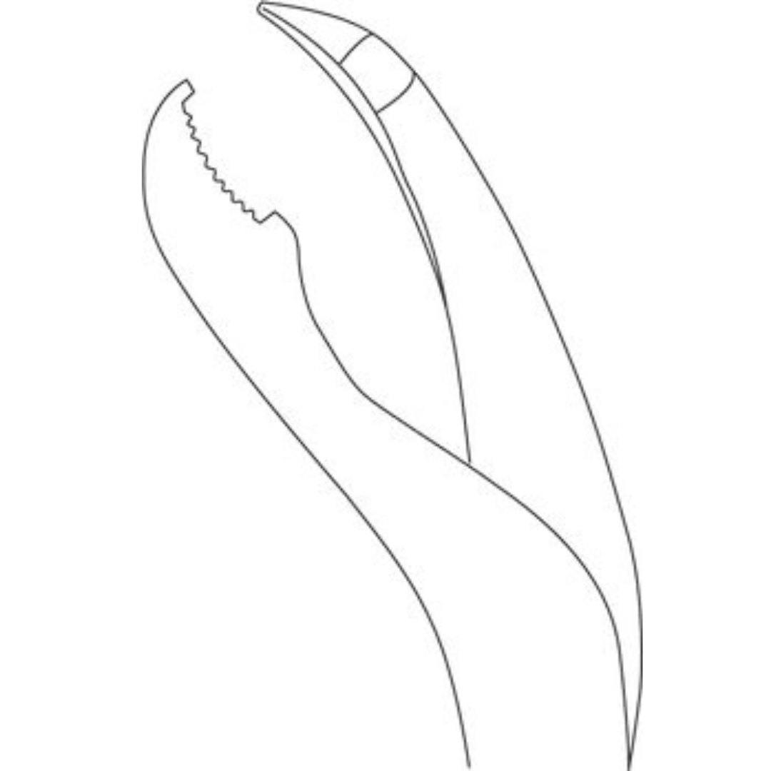Verbrugge Forceps
