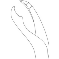 Verbrugge Forceps