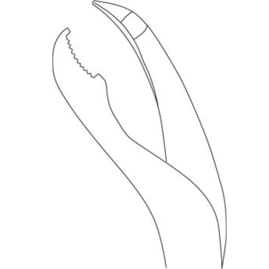 Verbrugge Forceps