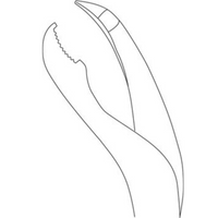 Verbrugge Forceps