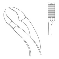 Verbrugge Forceps
