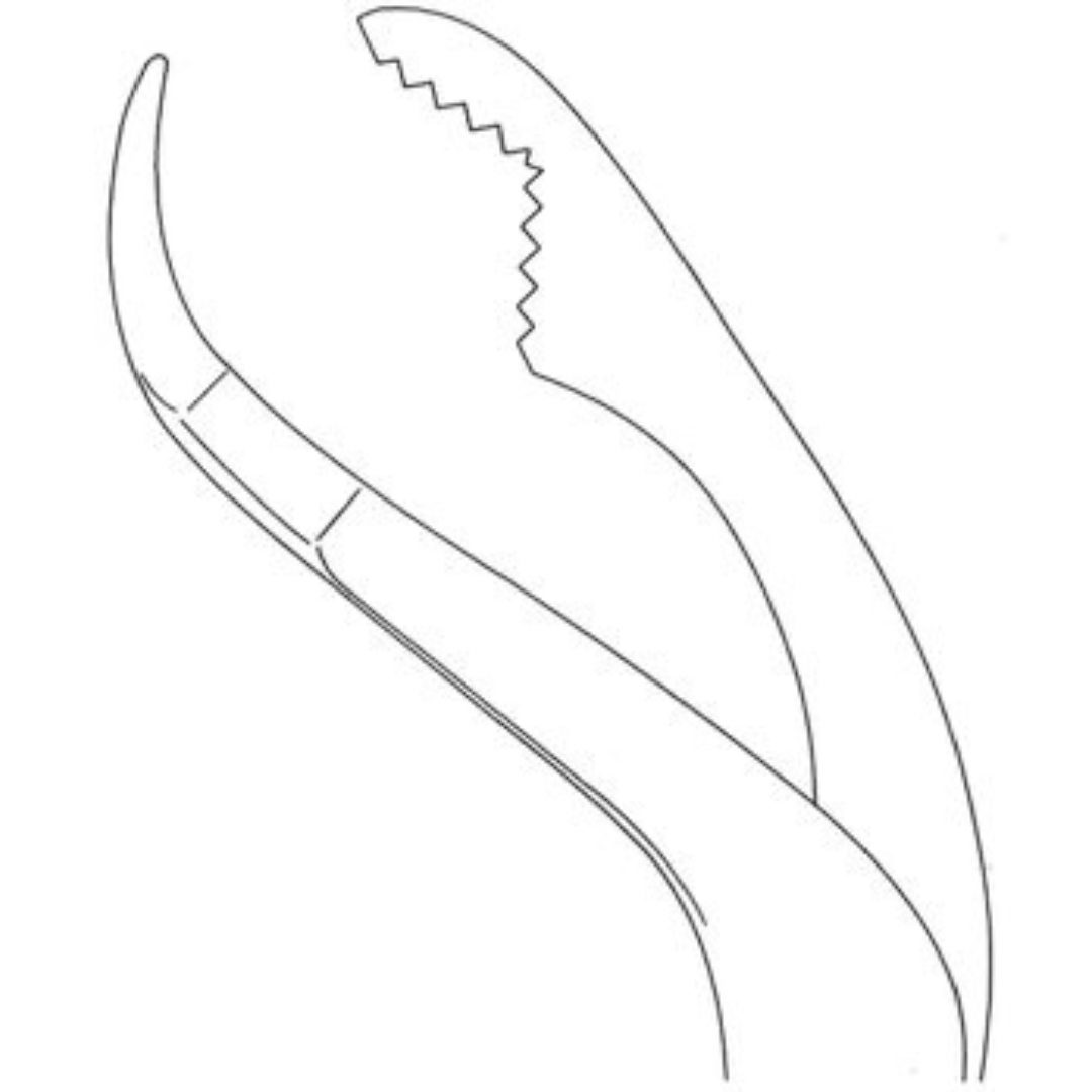 Verbrugge Forceps